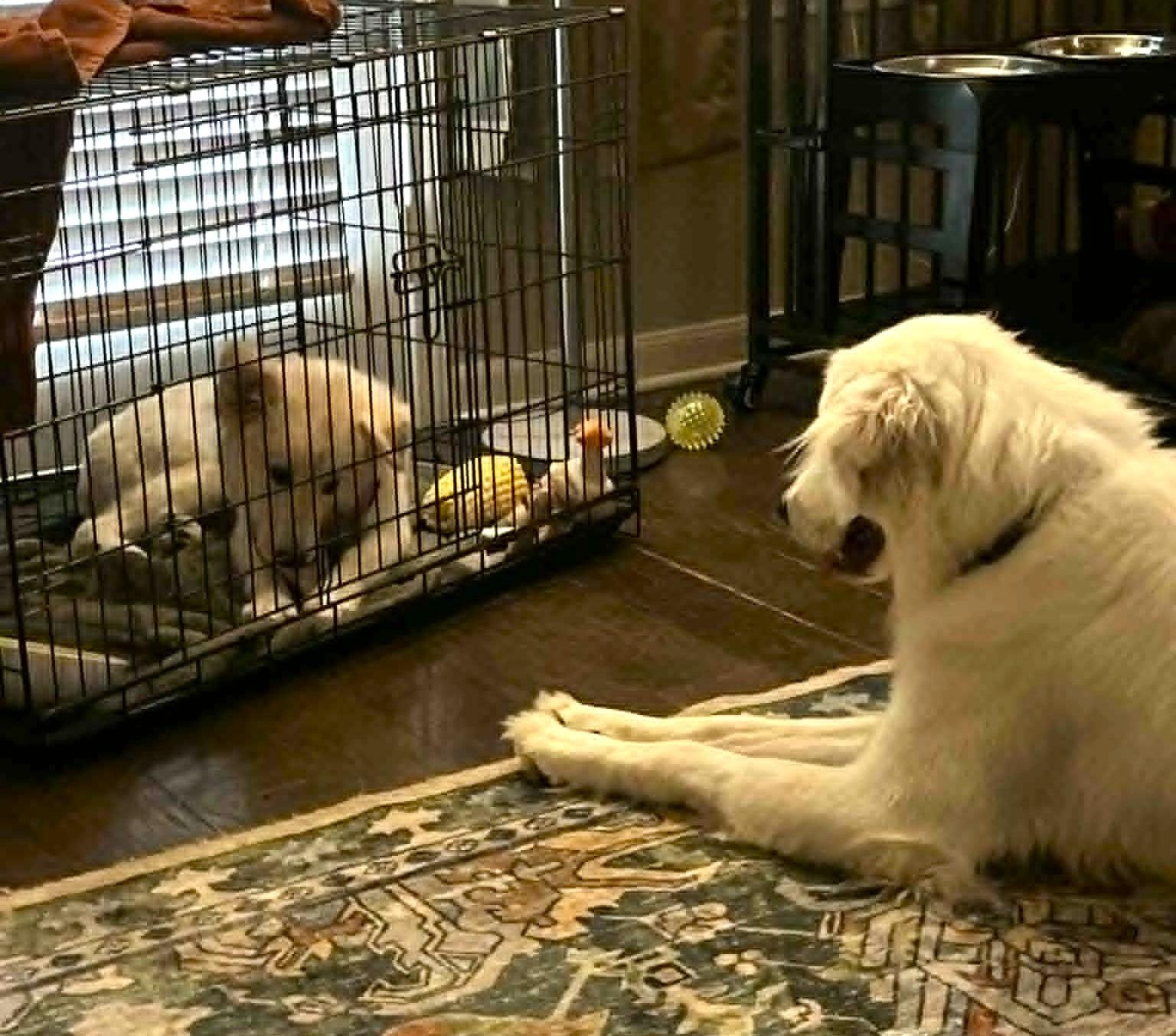 Fifi SAT, Adoptable, Young Female Great Pyrenees.
