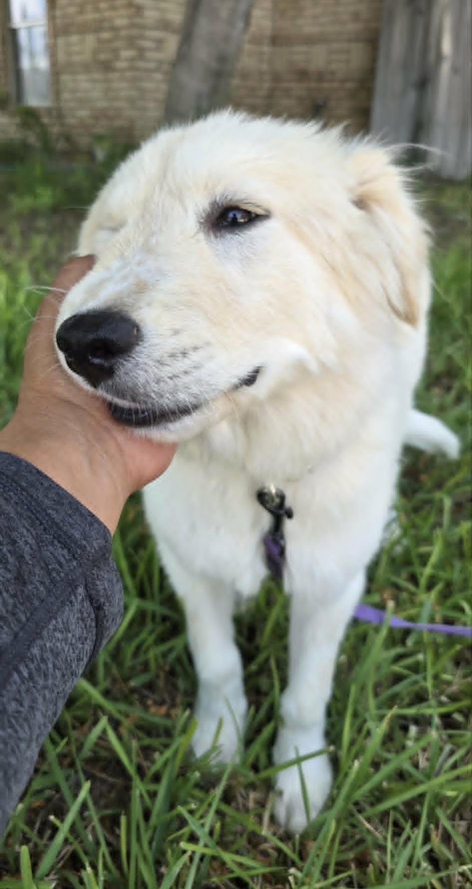 Enlarge Fifi SAT, a Adoptable mixed breed in Saint Jo, TX image 3/6