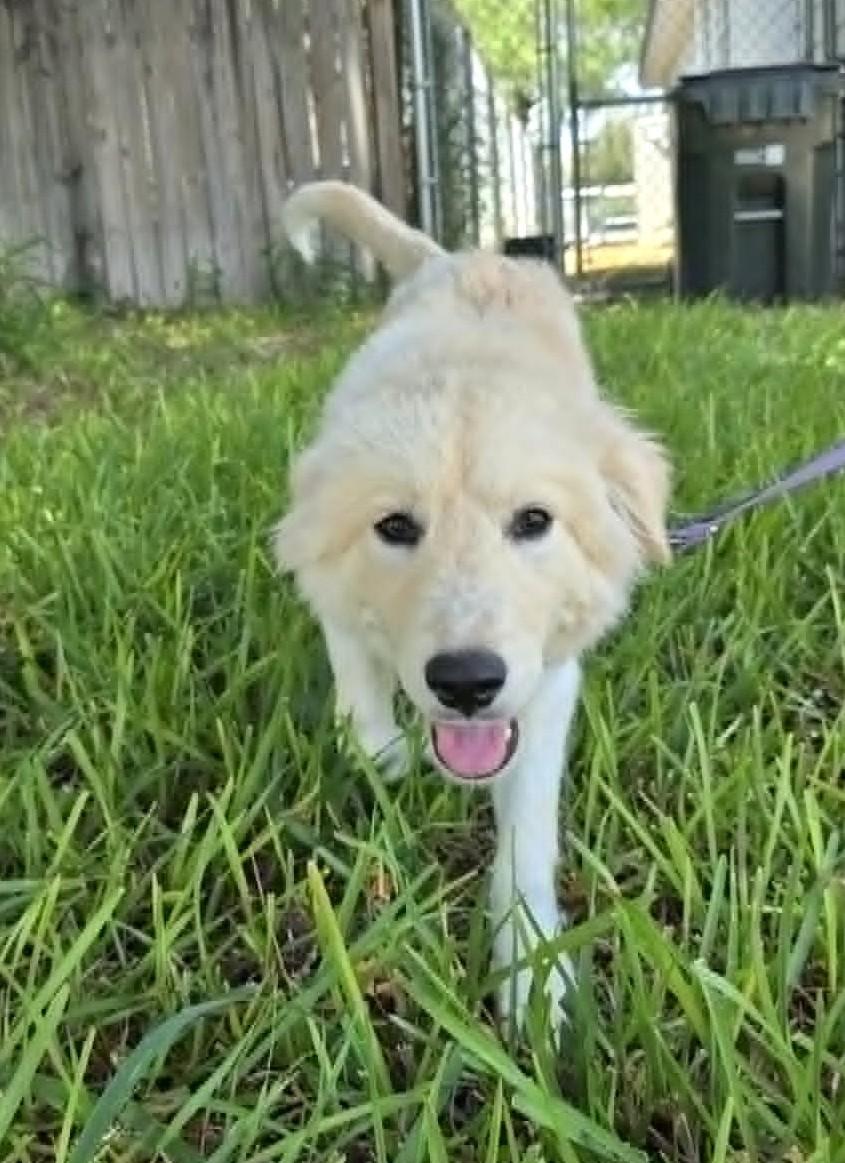 Enlarge Fifi SAT, a Adoptable mixed breed in Saint Jo, TX image 4/6