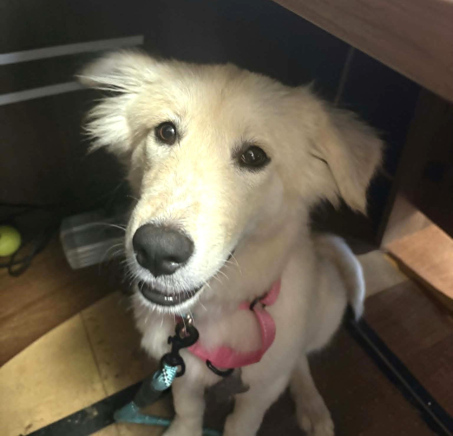 Enlarge Fifi SAT, a Adoptable mixed breed in Saint Jo, TX image 6/6
