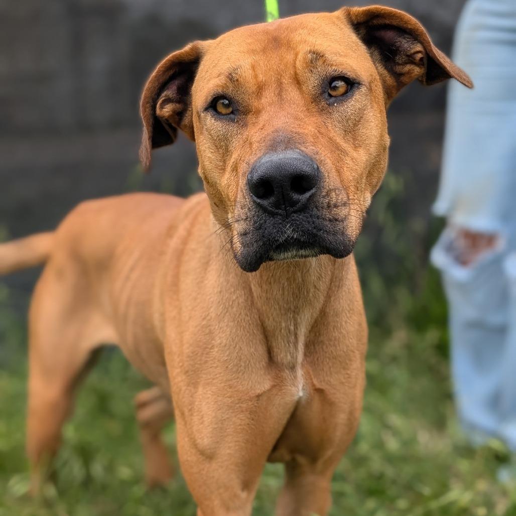 Libby, a Adoptable mixed breed in Buchanan Dam, TX image 1/3