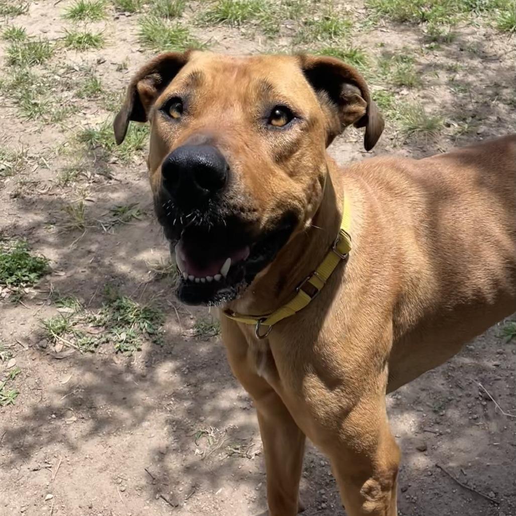Libby, a Adoptable mixed breed in Buchanan Dam, TX image 2/3