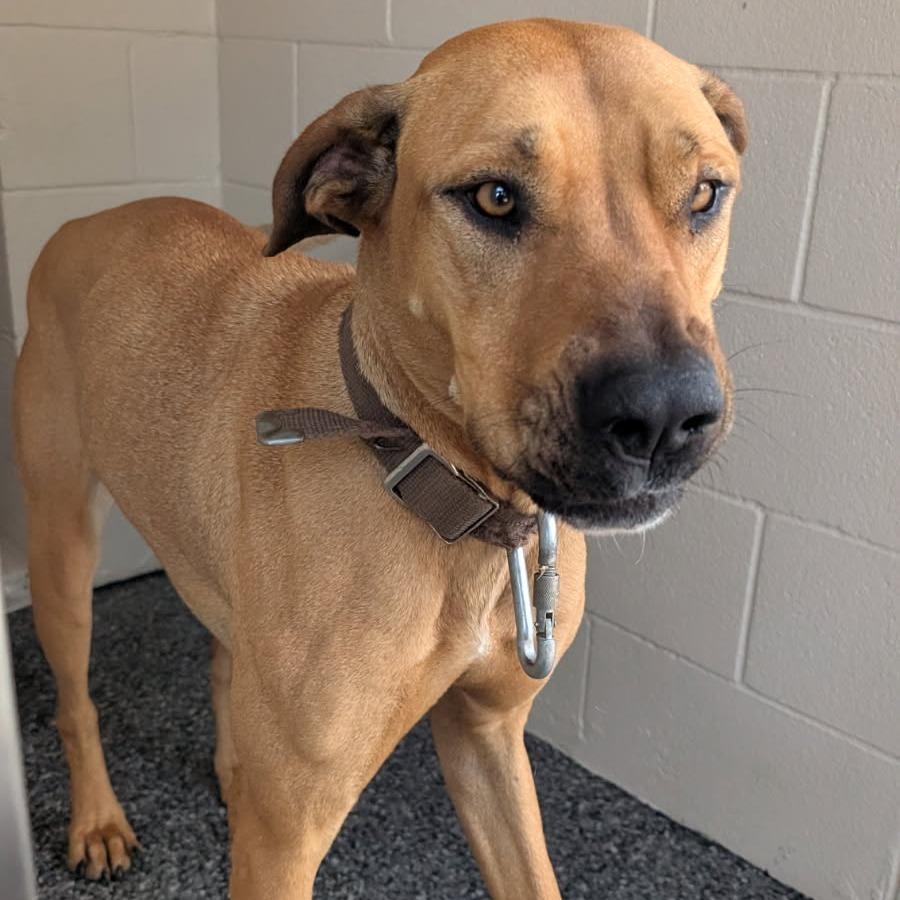 Libby, a Adoptable mixed breed in Buchanan Dam, TX image 3/3