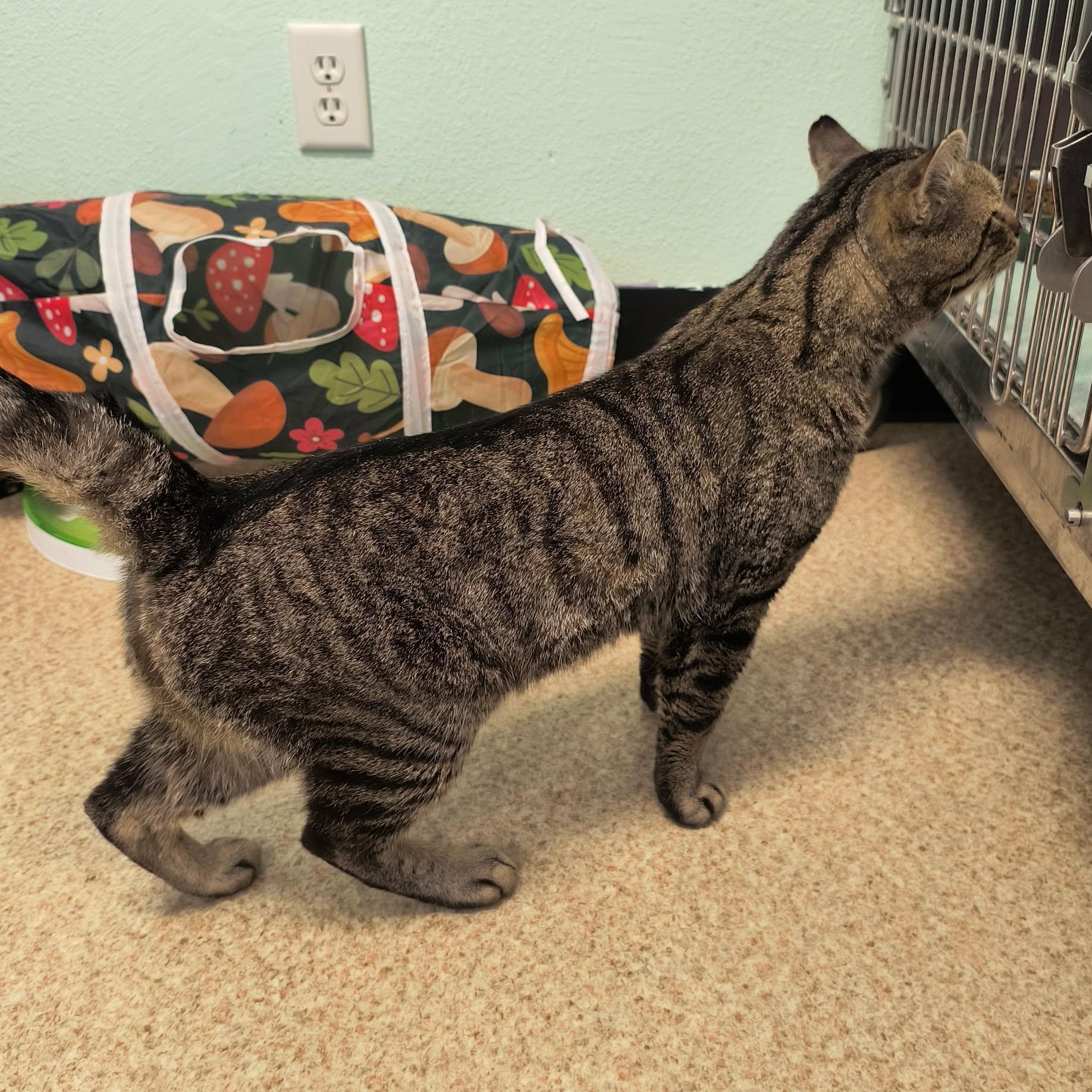 Enlarge Rufus, a ADOPTABLE mixed breed in Weaverville, CA image 3/3