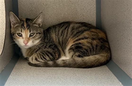 JELLY, Adoptable, Kitten Female Domestic Short Hair.