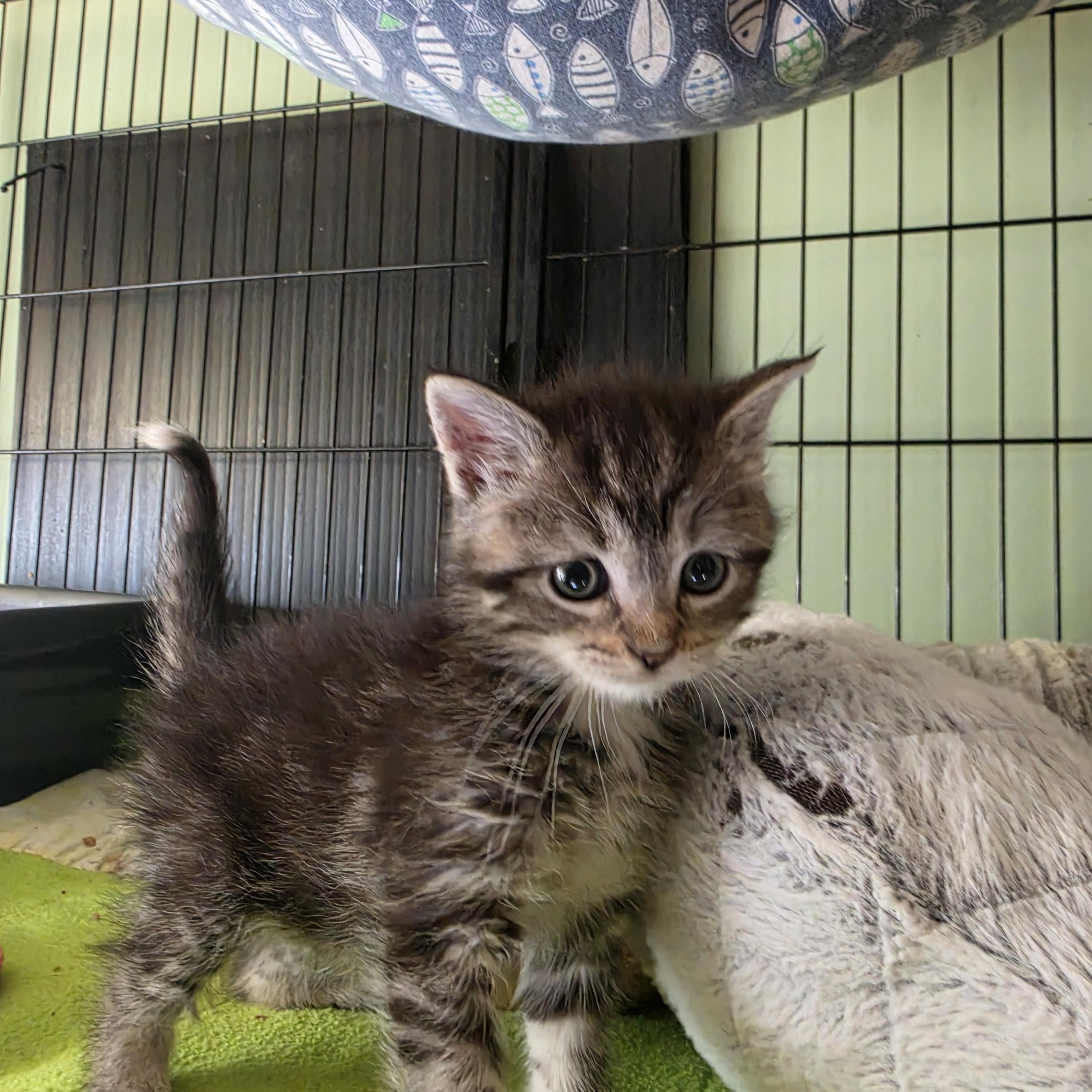 Leo and Harp, adopted, Kitten Male Domestic Short Hair.