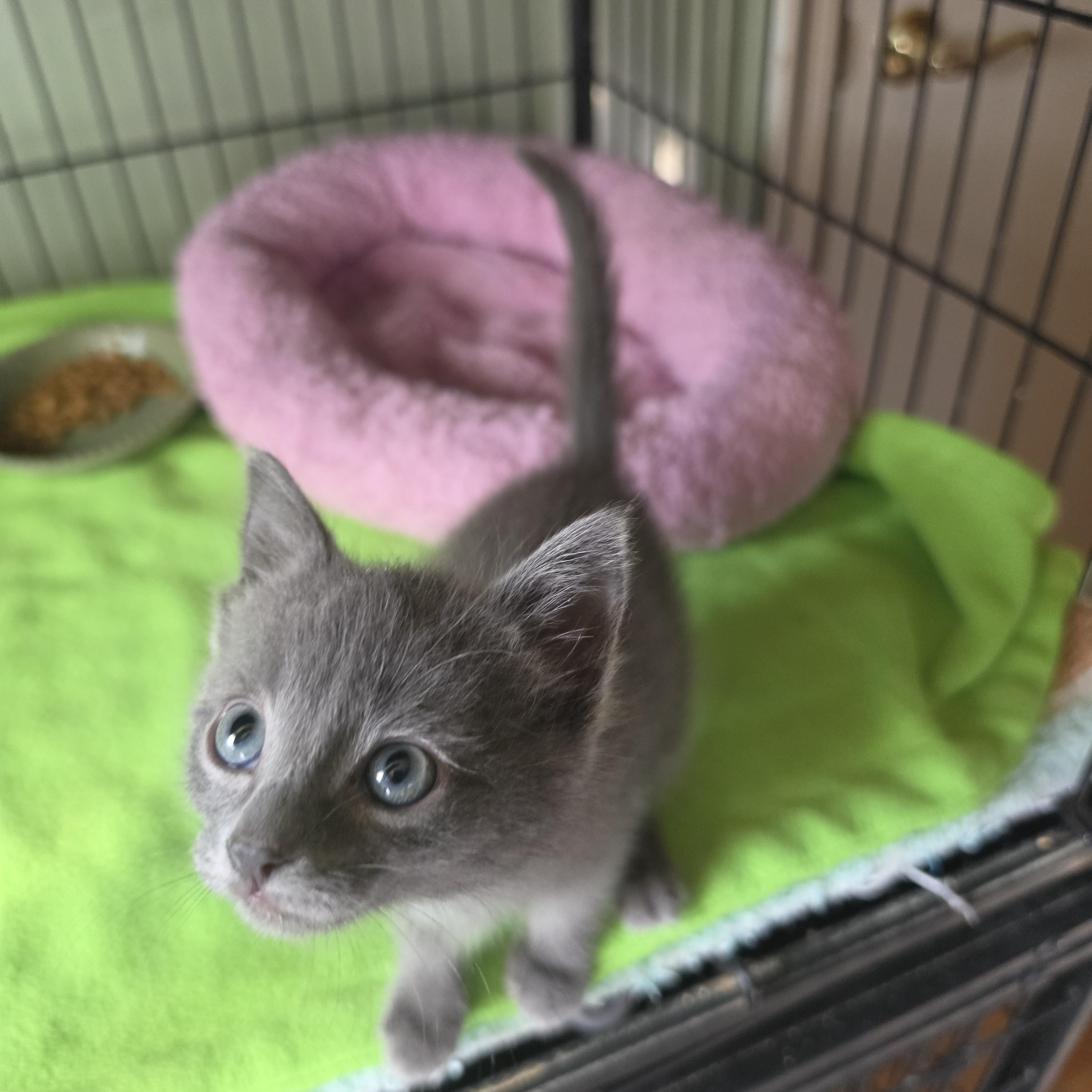 Enlarge Leo and Harp, an adopted Domestic Short Hair in Watchung, NJ image 2/4