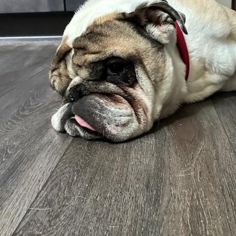 Enlarge Rico, a ADOPTABLE English Bulldog in Bradenton, FL image 5/5