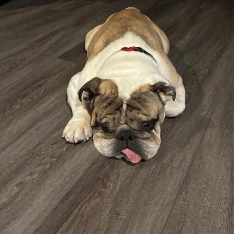 Enlarge Rico, a ADOPTABLE English Bulldog in Bradenton, FL image 1/5