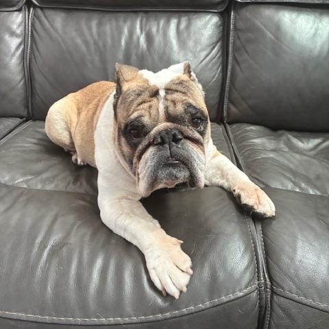 Enlarge Rico, a ADOPTABLE English Bulldog in Bradenton, FL image 2/5