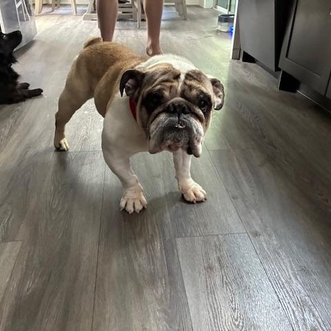 Enlarge Rico, a ADOPTABLE English Bulldog in Bradenton, FL image 4/5