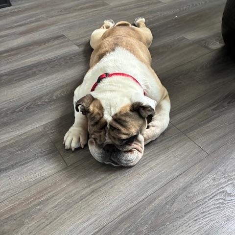 Enlarge Rico, a ADOPTABLE English Bulldog in Bradenton, FL image 3/5