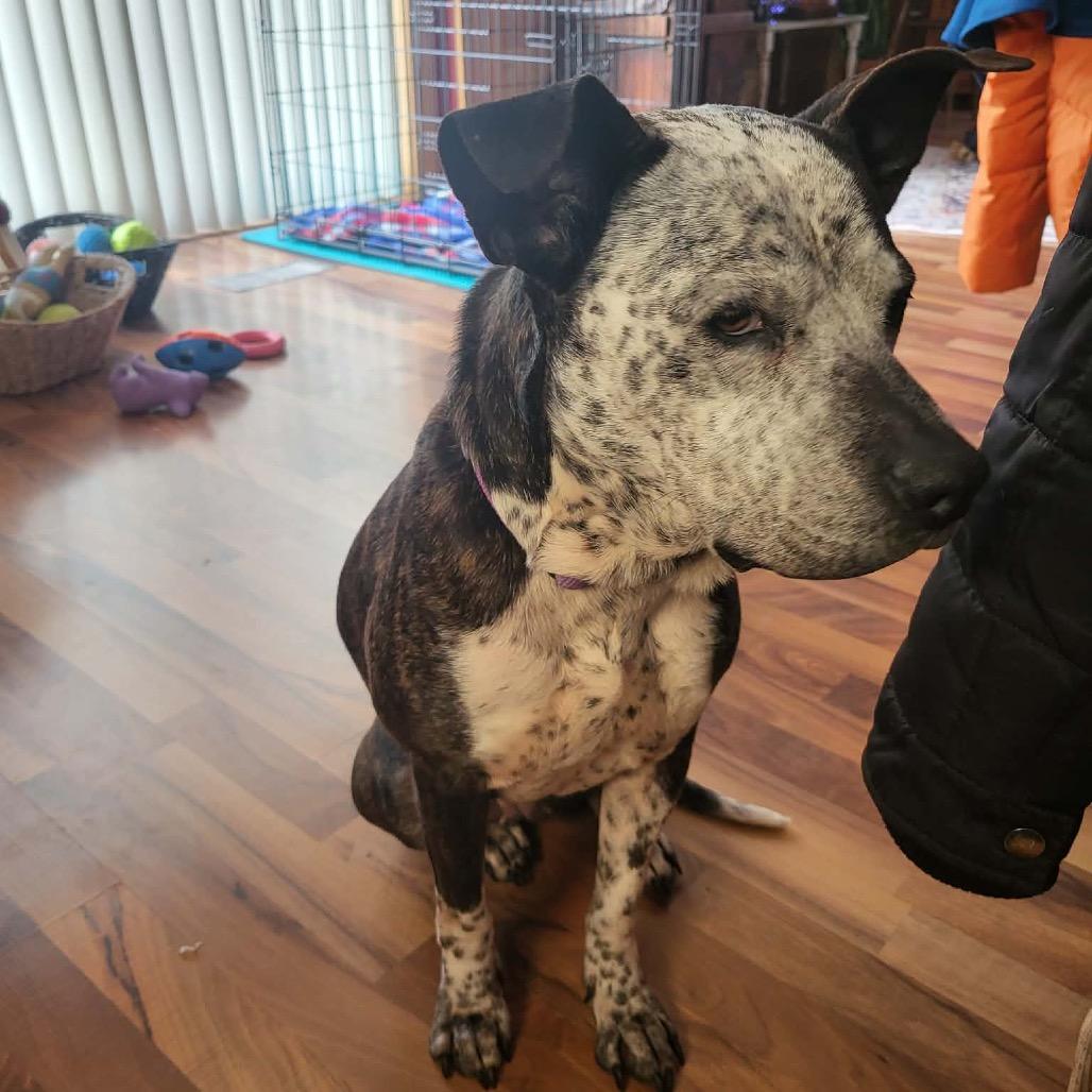 Faline, Adoptable, Adult Female Australian Cattle Dog / Blue Heeler & Mixed Breed.