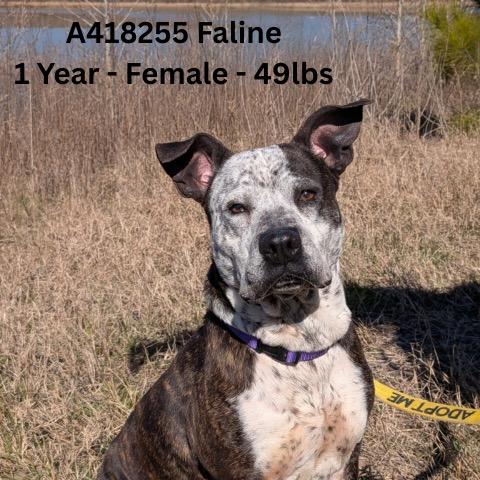 Enlarge Faline, a Adoptable mixed breed in Tomah, WI image 2/6