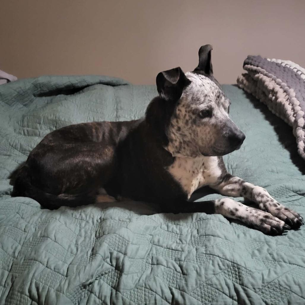 Enlarge Faline, a Adoptable mixed breed in Tomah, WI image 4/6