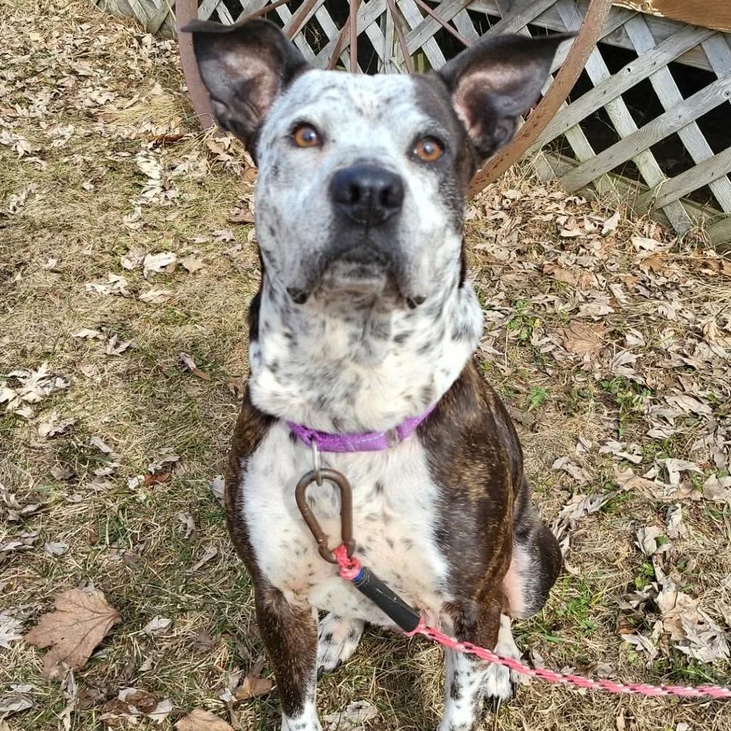Enlarge Faline, a Adoptable mixed breed in Tomah, WI image 4/6