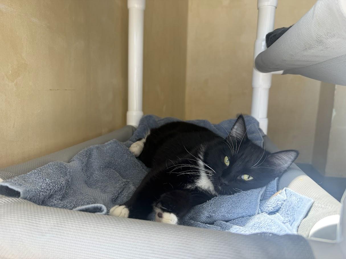 Enlarge Cathy, a Adopted Domestic Short Hair in Berkeley, CA image 5/6