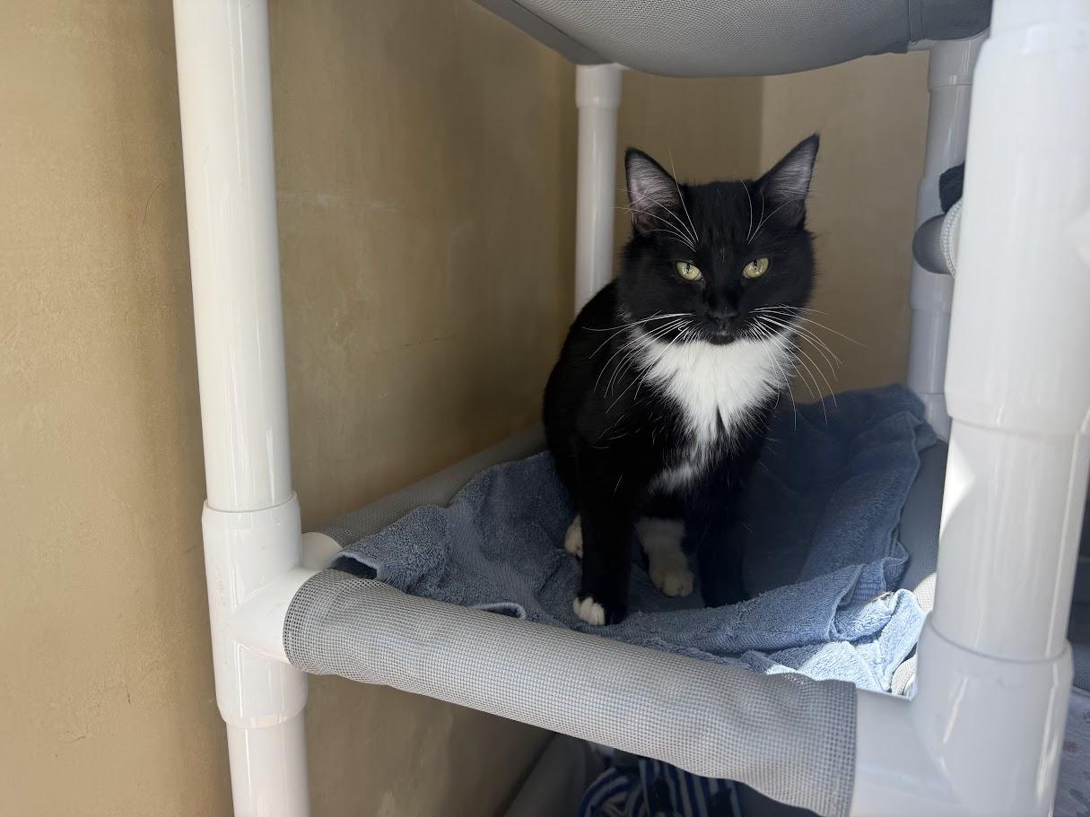 Enlarge Cathy, a Adopted Domestic Short Hair in Berkeley, CA image 4/6