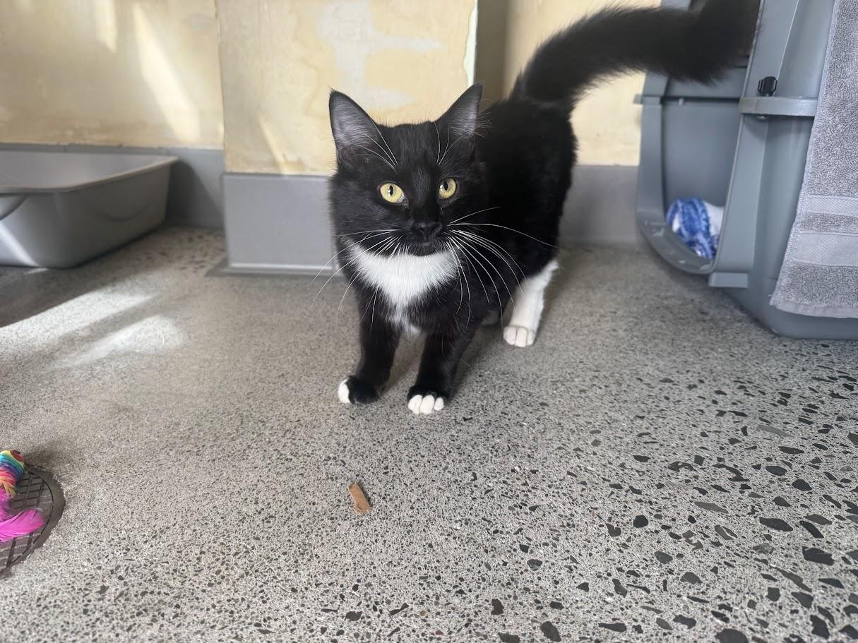 Enlarge Cathy, a Adopted Domestic Short Hair in Berkeley, CA image 1/6