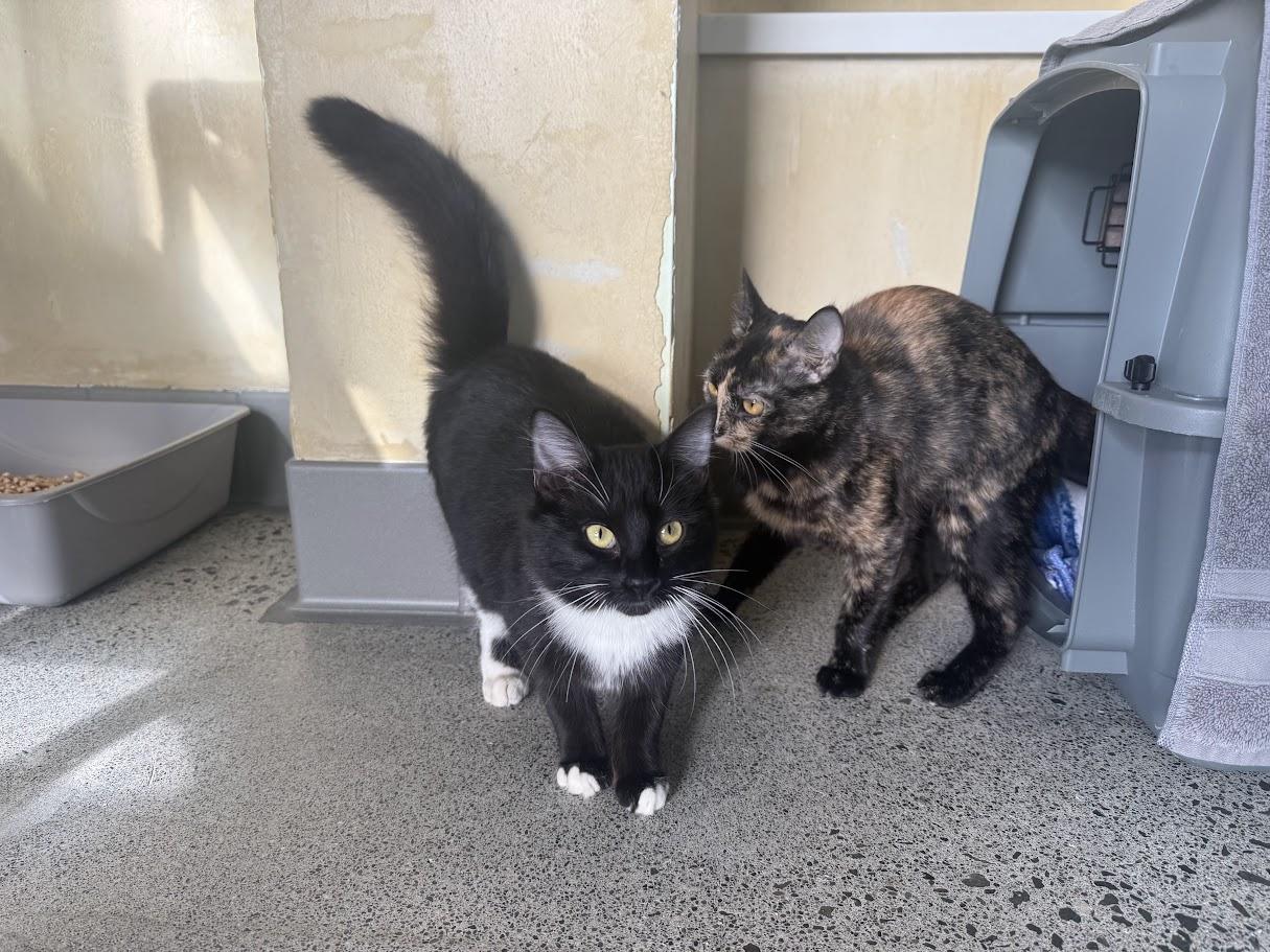 Enlarge Cathy, a Adopted Domestic Short Hair in Berkeley, CA image 3/6