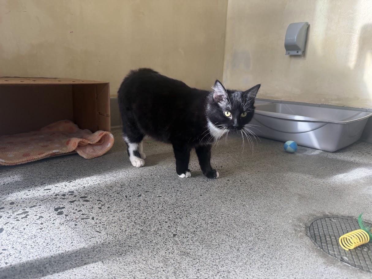 Enlarge Cathy, a Adopted Domestic Short Hair in Berkeley, CA image 6/6