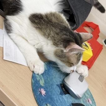 Maverick, Adoptable, Young Male Domestic Short Hair.
