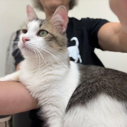 Enlarge Maverick, a Adoptable Domestic Short Hair in Colorado Springs, CO image 3/6