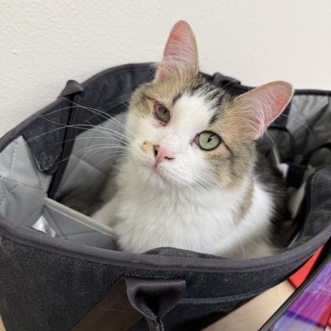 Enlarge Maverick, a Adoptable Domestic Short Hair in Colorado Springs, CO image 4/6