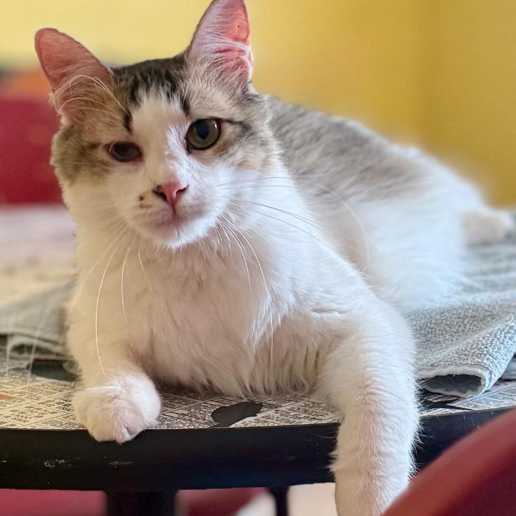 Enlarge Maverick, a Adoptable Domestic Short Hair in Colorado Springs, CO image 5/6