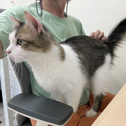 Enlarge Maverick, a Adoptable Domestic Short Hair in Colorado Springs, CO image 6/6