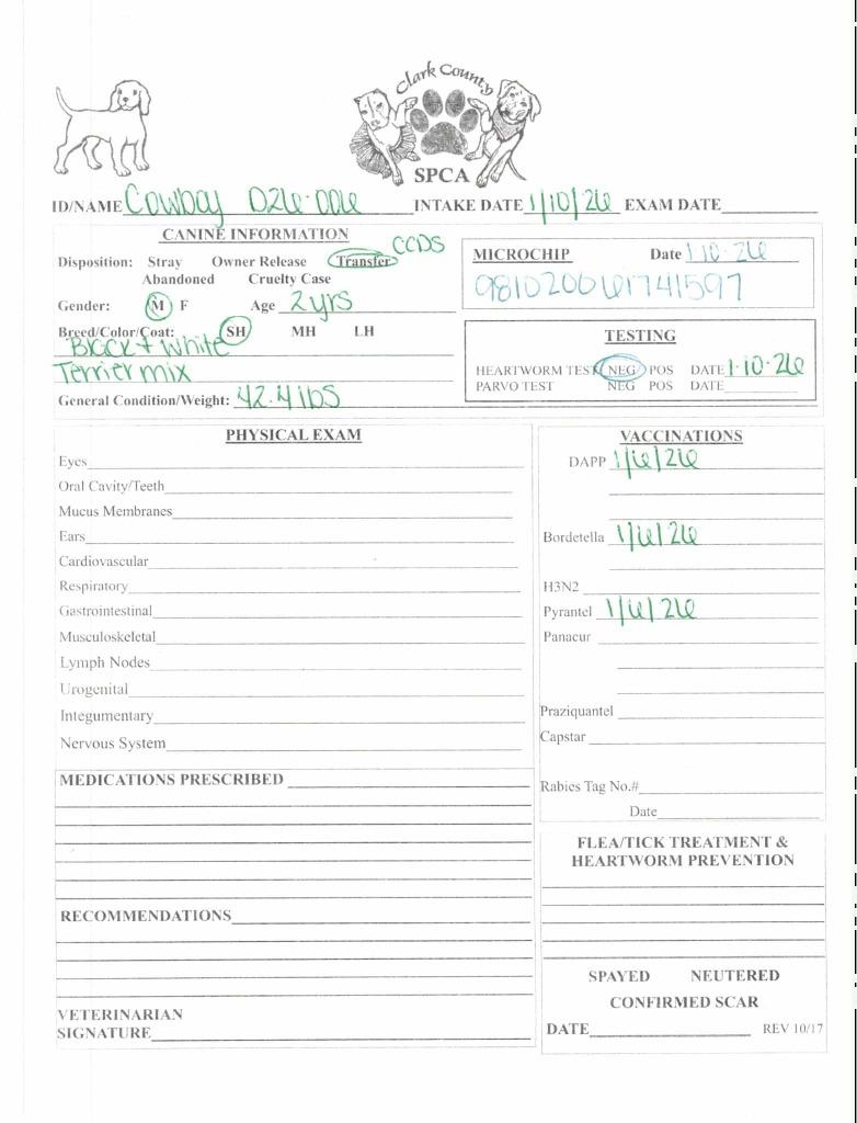 Cowboy, a Adoptable Terrier in Springfield, OH image 1/2