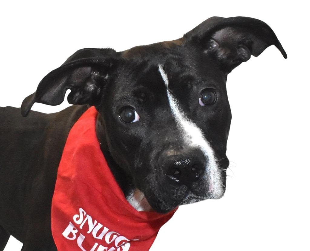 Enlarge Cowboy, a Adoptable Terrier in Springfield, OH image 2/2