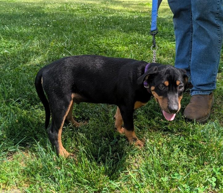 Enlarge Tyler , a ADOPTABLE mixed breed in Milner, GA image 2/2