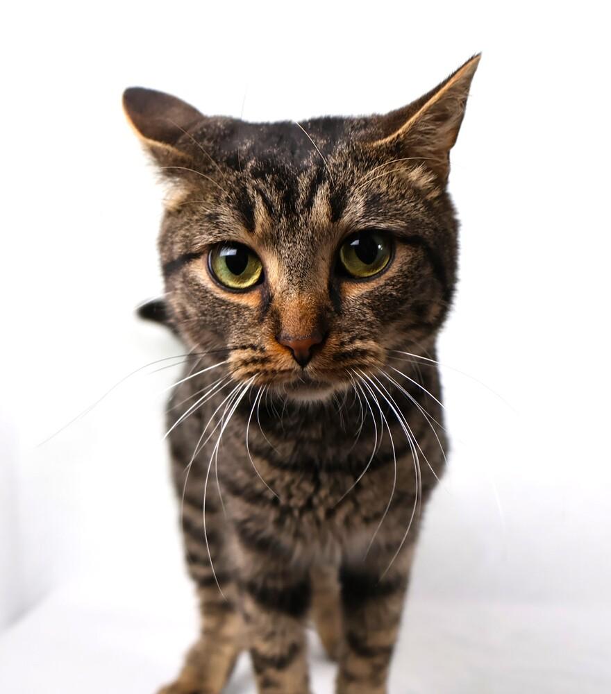 Enlarge Steve, a Adoptable Domestic Short Hair in Statesville, NC image 2/4