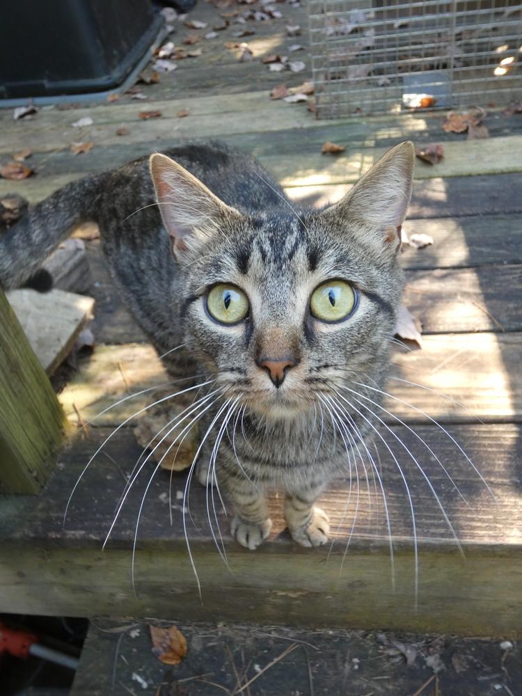 Enlarge Steve, a Adoptable Domestic Short Hair in Statesville, NC image 3/4