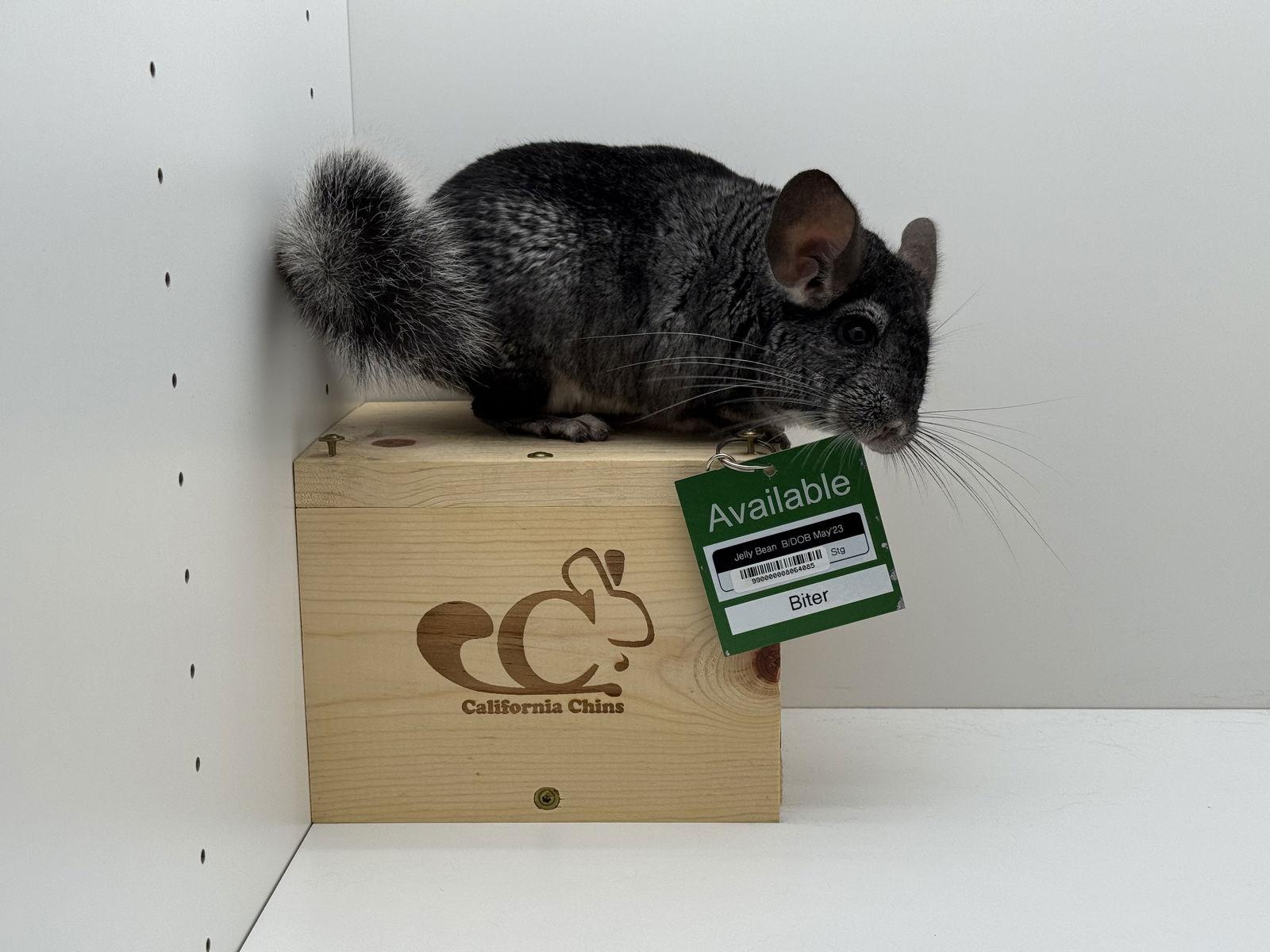Enlarge Jelly Bean, a Adoptable Chinchilla in Sunnyvale, CA image 1/3