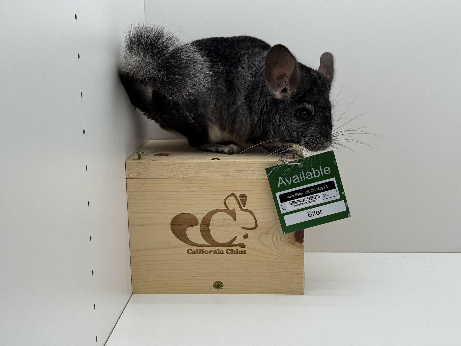 Enlarge Jelly Bean, a Adoptable Chinchilla in Sunnyvale, CA image 2/3