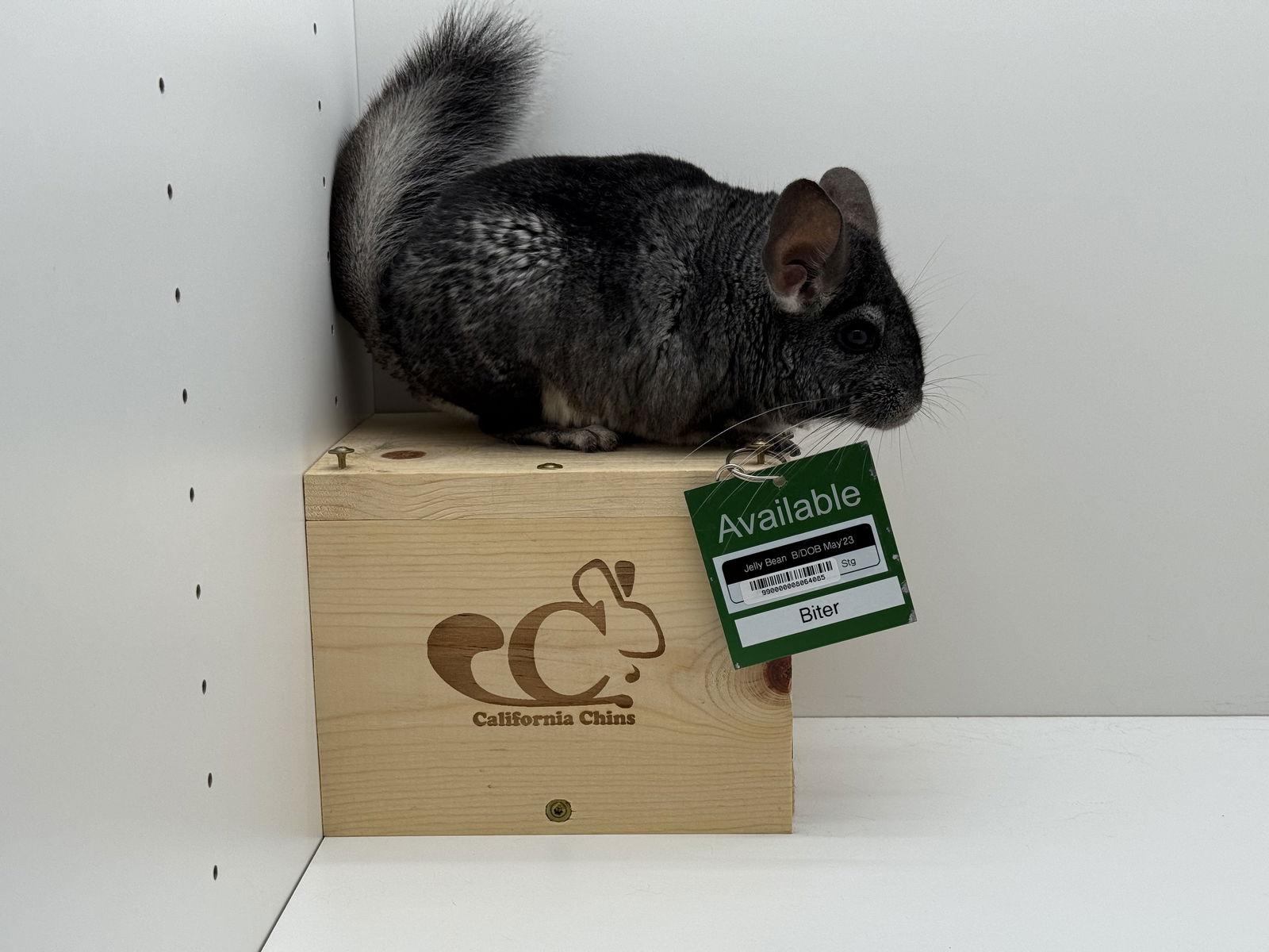 Enlarge Jelly Bean, a Adoptable Chinchilla in Sunnyvale, CA image 3/3