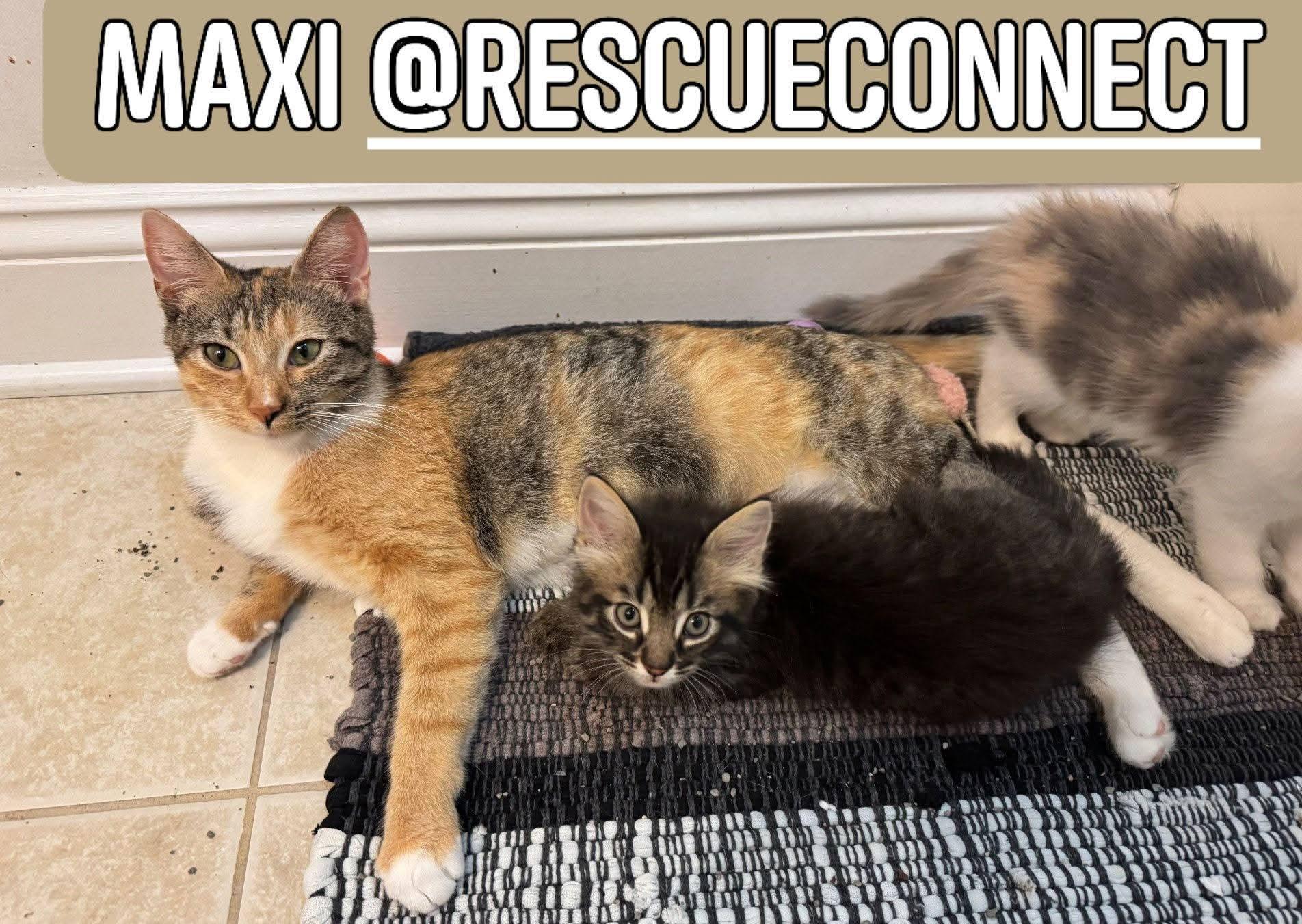 MAXI, ADOPTABLE, Young Female Calico.