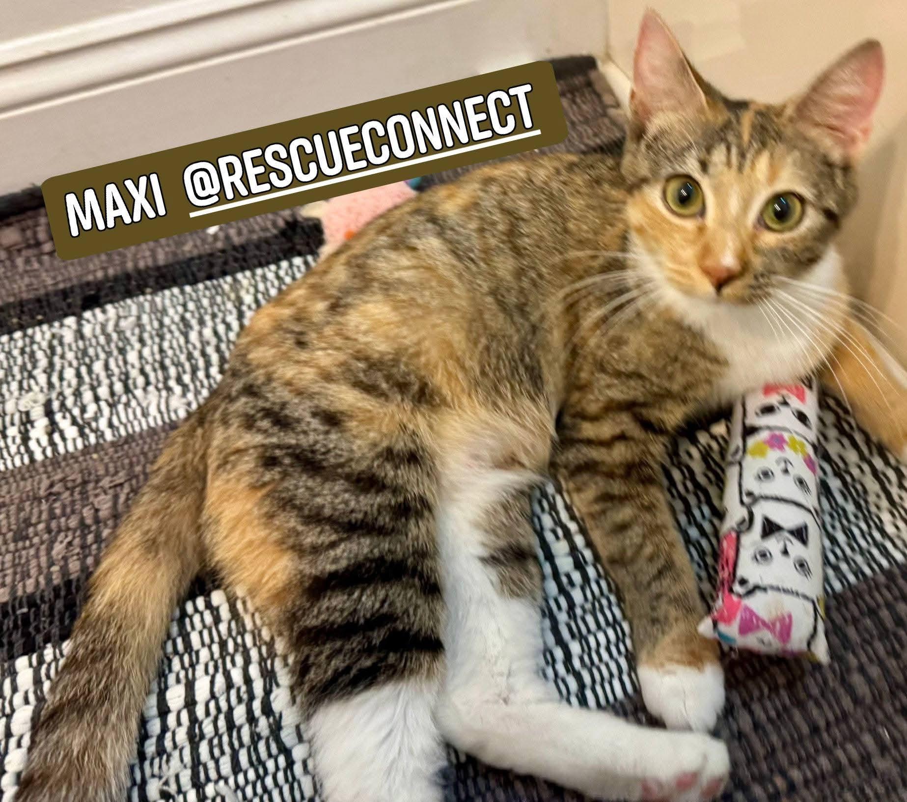 Enlarge MAXI, a ADOPTABLE Calico in Wilmington, NC image 2/2
