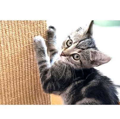 Peter Cratchit, ADOPTABLE, Young Male Domestic Short Hair.