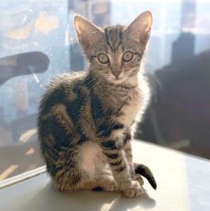 Enlarge Peter Cratchit, a ADOPTABLE Domestic Short Hair in Apex, NC image 2/4