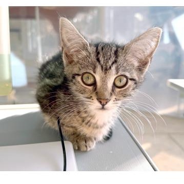 Enlarge Peter Cratchit, a ADOPTABLE Domestic Short Hair in Apex, NC image 3/4