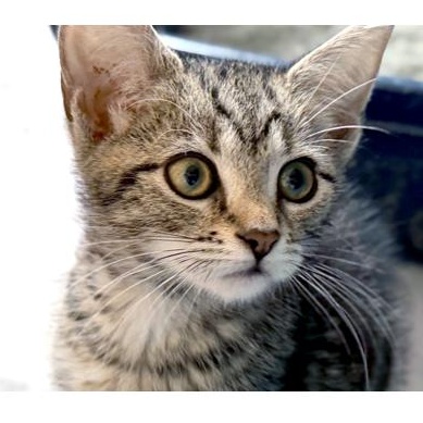 Enlarge Peter Cratchit, a ADOPTABLE Domestic Short Hair in Apex, NC image 4/4