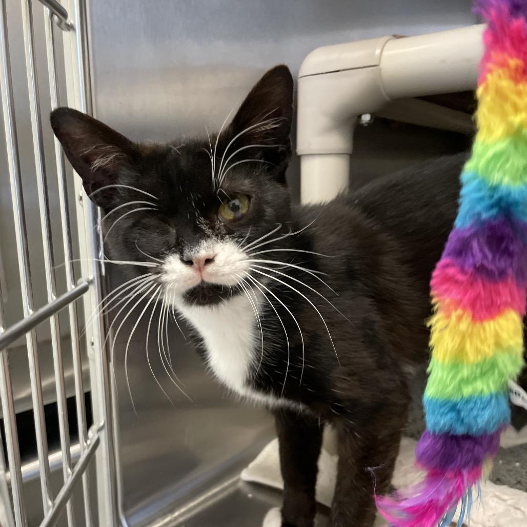 Big Dawg, a Adoptable Domestic Short Hair in Enfield, NH image 3/5