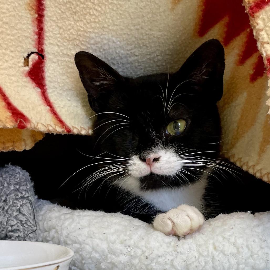Big Dawg, a Adoptable Domestic Short Hair in Enfield, NH image 5/5