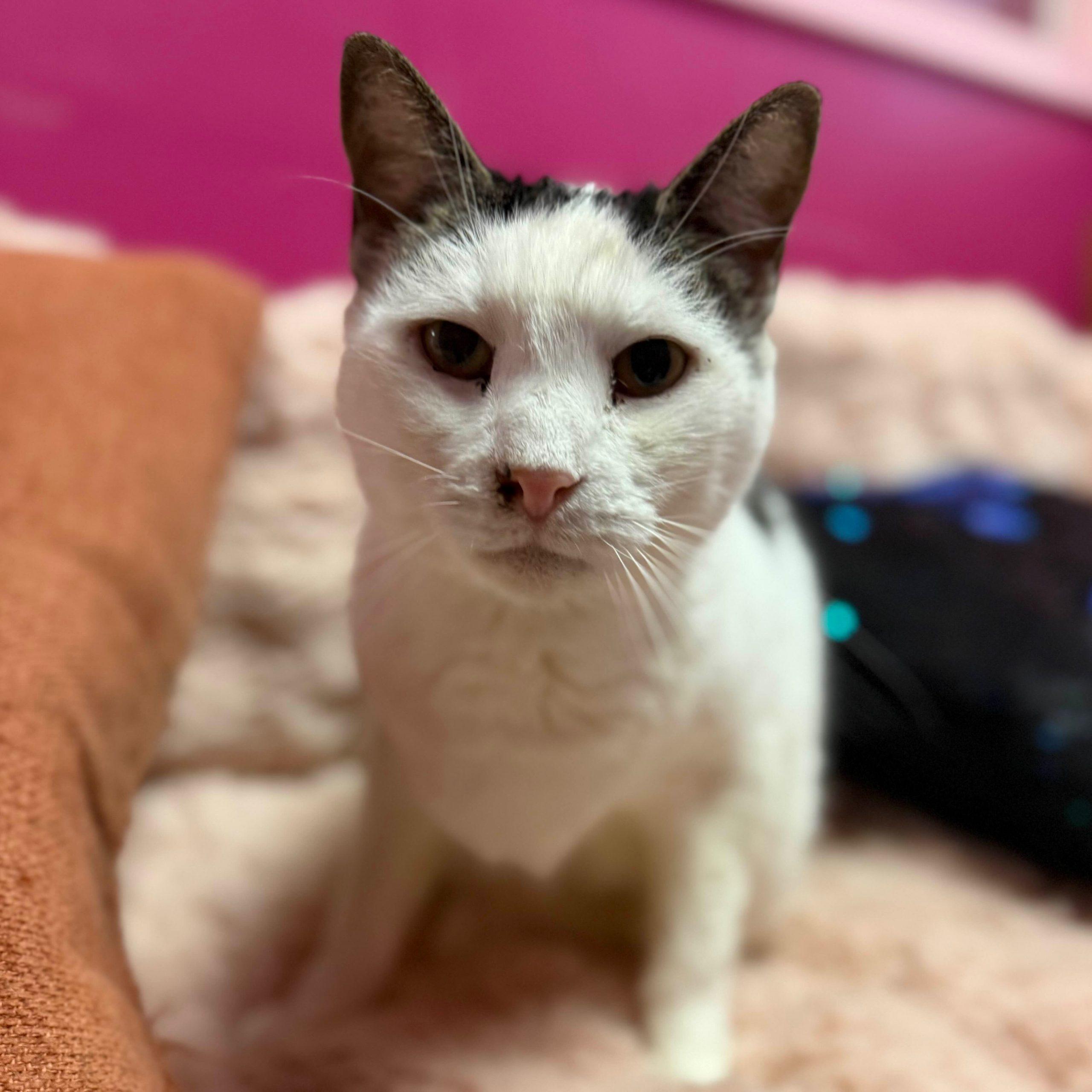 Derby, Adoptable, Adult Male Tabby & Domestic Short Hair.