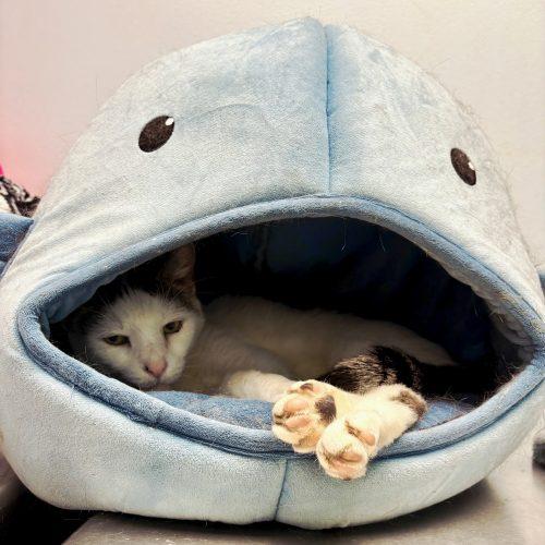 Enlarge Derby, a Adoptable mixed breed in Knoxville, TN image 2/6