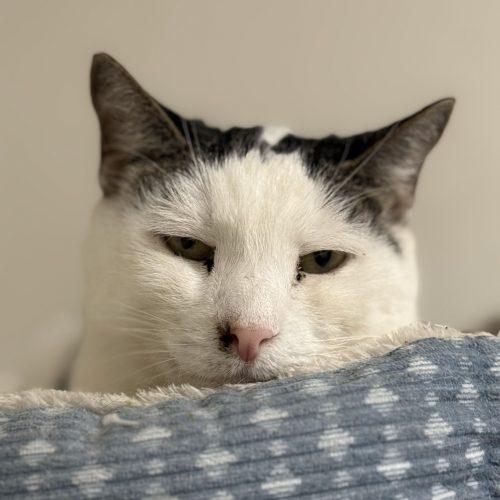 Enlarge Derby, a Adoptable mixed breed in Knoxville, TN image 3/6