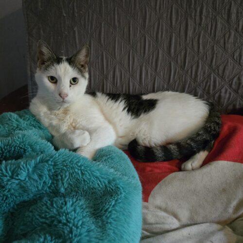 Enlarge Derby, a Adoptable mixed breed in Knoxville, TN image 4/6